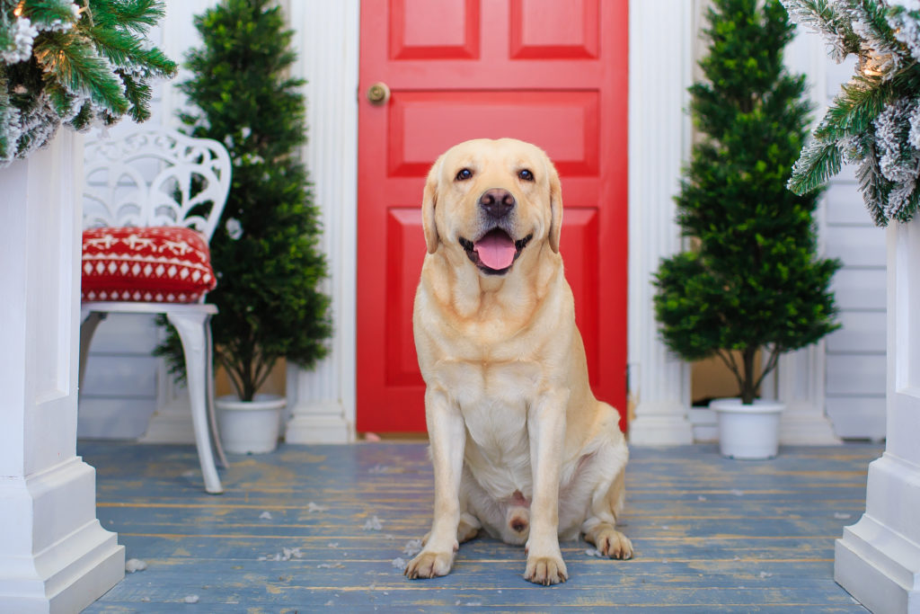 A happy dog on a Christmas-decorated porch.